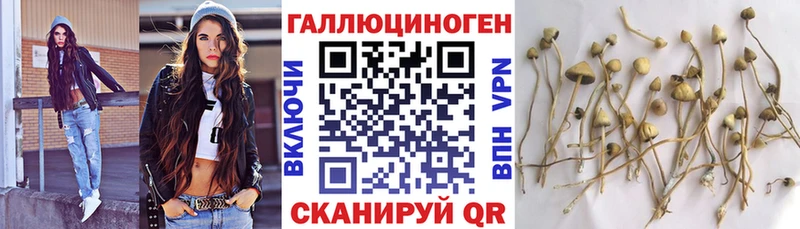 Купить закладки  Зеленоградск  Псилоцибиновые грибы Cubensis 